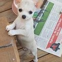 Gorgous purebred Chihuahua pups-2