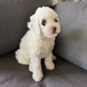 Sweet cavoodle puppies-3