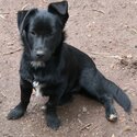 Border Collie X Lhasa Apso. -0