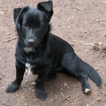 Border Collie X Lhasa Apso. 