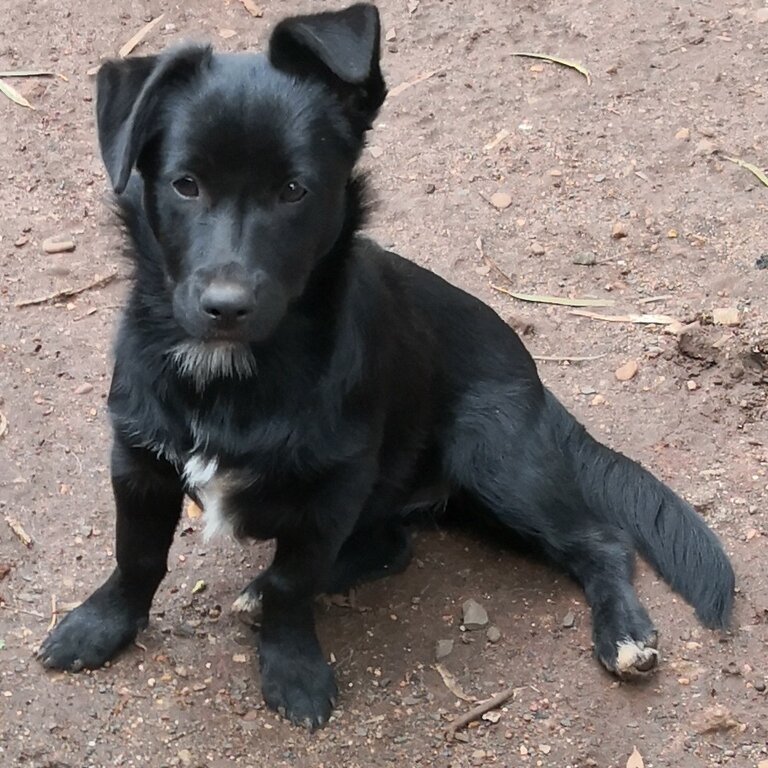 Border Collie X Lhasa Apso. 