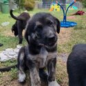 German Shepherd x Maremma puppies -3