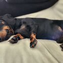 2yr old Mini Dachshund -4