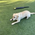 Selling female pure breed golden Labrador -4