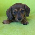 Dachshound puppies-5