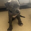 Blue American Staffordshire -3