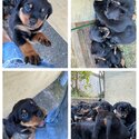 Purebred Rottweiler puppies -2