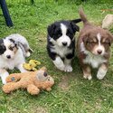 Australia shepherd puppies available -0