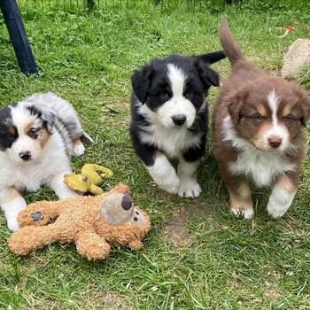 Australia shepherd puppies available 