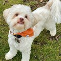 Toy Poodle Adult and Puppies  and Adults male and female for adoption-2