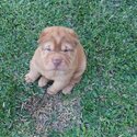 Bear Coat Shar pei-5