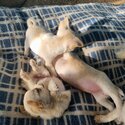 Unique pedigree loveable Chihuahua pups-3