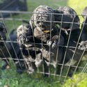 Labrador Puppies-2