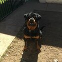 Rottweiler family dog 