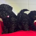 Toy poodle -3