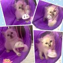 Purebred Blue Point Ragdoll kittens-3