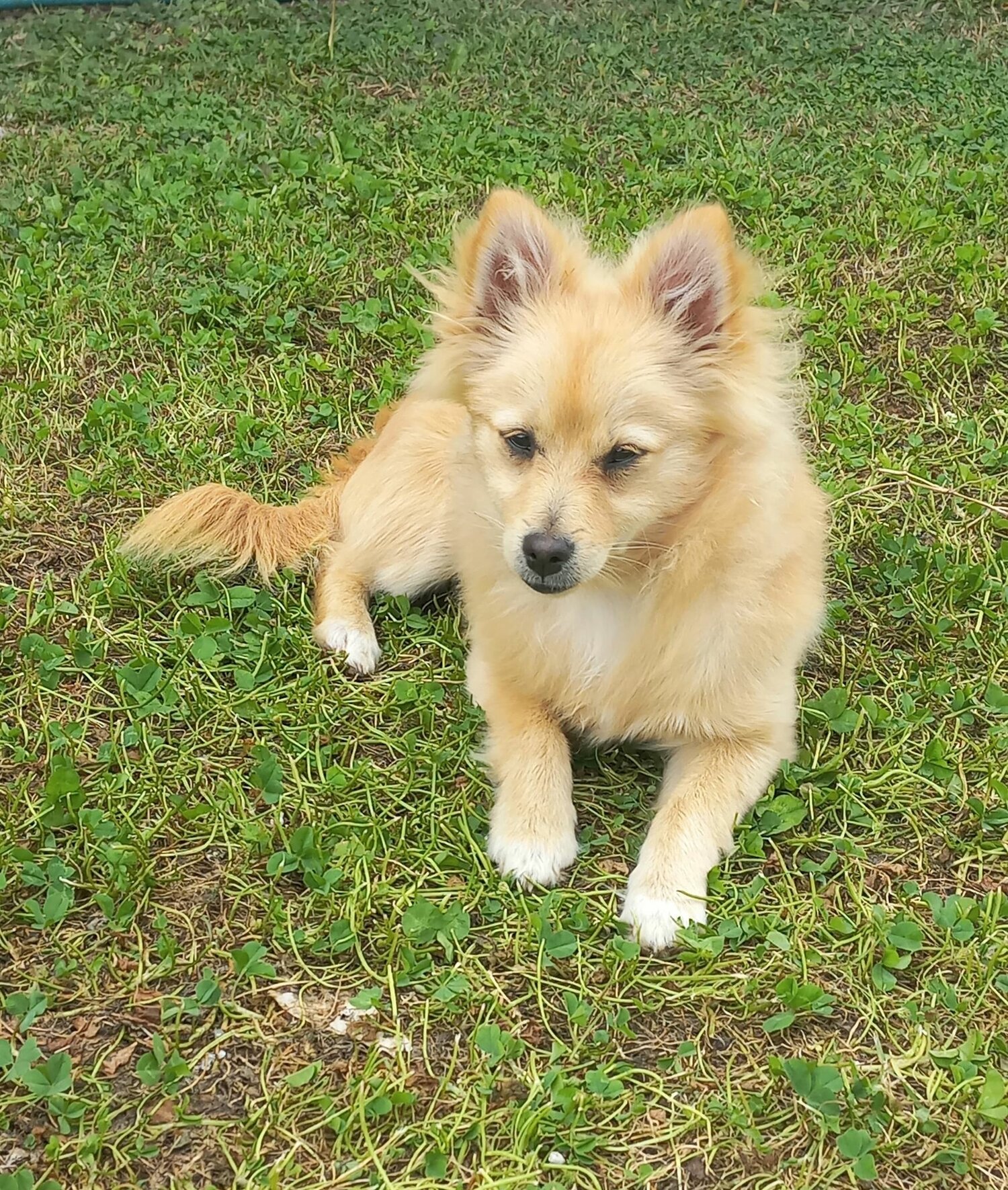 Gorgeous Pure Breed Pomeranian Girl Quite, Lovable ship Australia