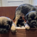 Border Terrier Pups -1