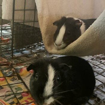 Girl Guinea pigs for Sale