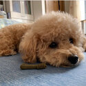 Cute princess Cavoodle for adoption -2