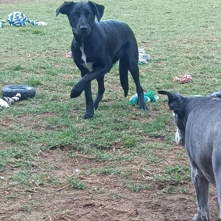 9 Month old Female Kelpie X Border Collie