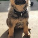 Pure-bred German shepherd working line puppies-4