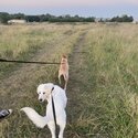 Maremma pup for sale-1