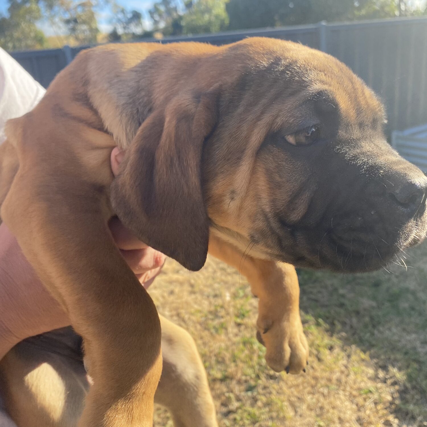 Purebred Cane Corso Puppies AVAILABLE NOW