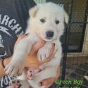 Shepsky Puppies x 8 - White Swiss Shepherd/Siberian Husky-4