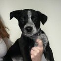 7 week old border collie x Australian cattle dog -1