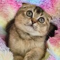 Registered purebred Scottish Fold and Shorthair kittens with pedigrees -1