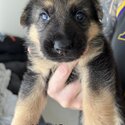 German Shepherd Puppies For Sale-1