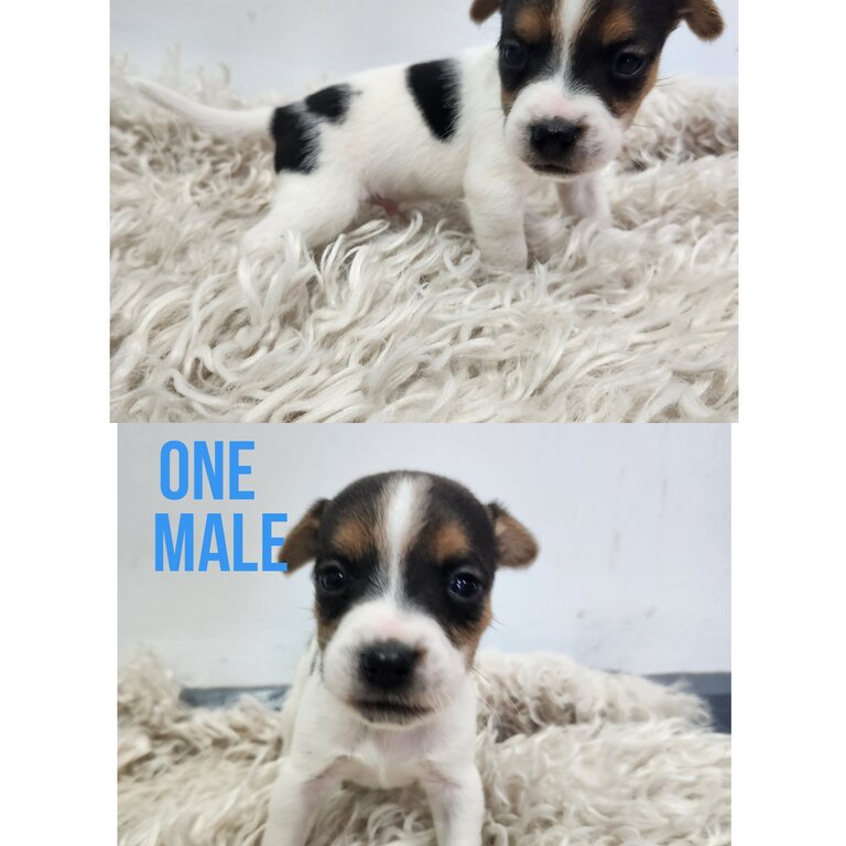 Pure Bred Jack Russells 