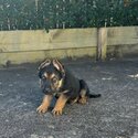 Gwrman Shepherd puppy-2