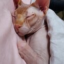 Sphynx bonded pair for adoption -0