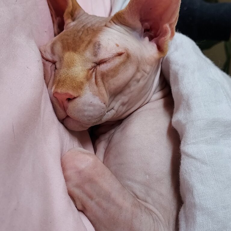 Sphynx bonded pair for adoption 