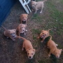 AMERICAN STAFFORDSHIRE TERRIERS BURPENGARY QLD-0