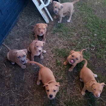 AMERICAN STAFFORDSHIRE TERRIERS BURPENGARY QLD