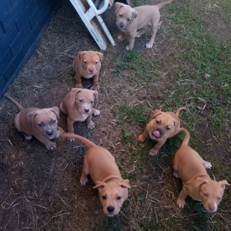 AMERICAN STAFFORDSHIRE TERRIERS BURPENGARY QLD