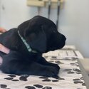 Purebred Labrador Puppies-1