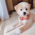  Shihpoo Dogs and puppies  male and female for sale-2