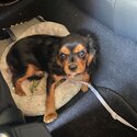 Cavalier King Charles Spaniel puppy 7 months old (male)-3