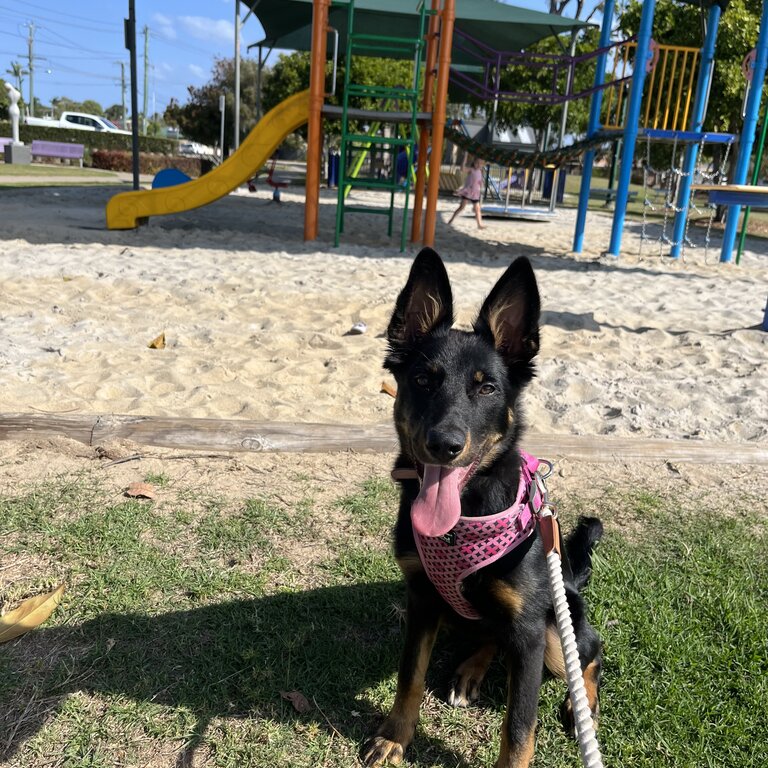 9 month german shepherd puppy