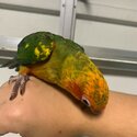 Green Cheek Cinnamon Conure + toys +  food-0