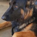 German Shepherd Male - Walter-1