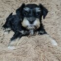 FOXIESCHNAUZER PUPS MINI-2