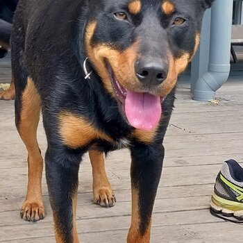 Border Collie x Rottweiler 