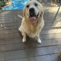 Purebred Golden Retriever- 13 months old-1