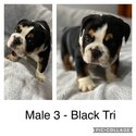 British Bulldog Puppies-2