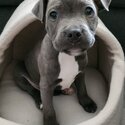 Blue English Staffy Puppy-5